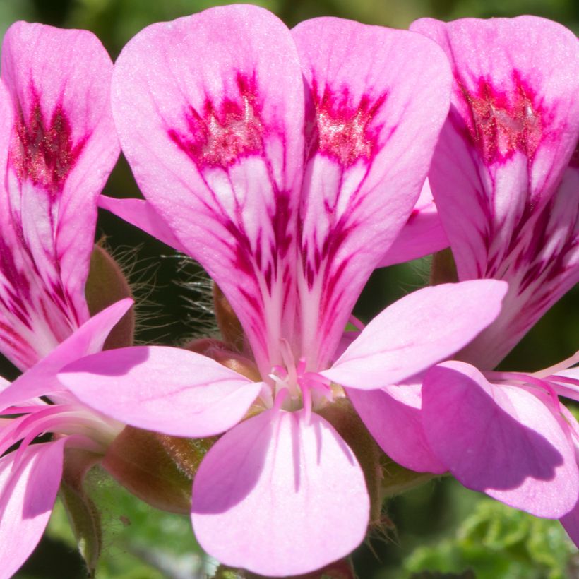 Pélargonium odorant quercifolium - Pélargonium à feuilles de chêne (Floraison)