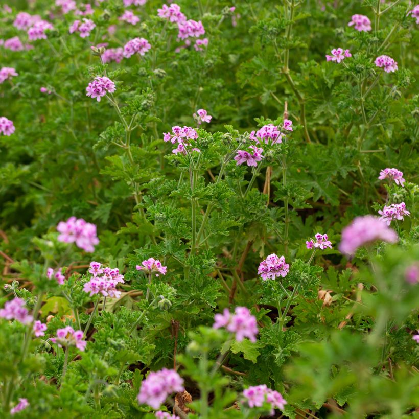 Pélargonium odorant quercifolium - Pélargonium à feuilles de chêne (Port)