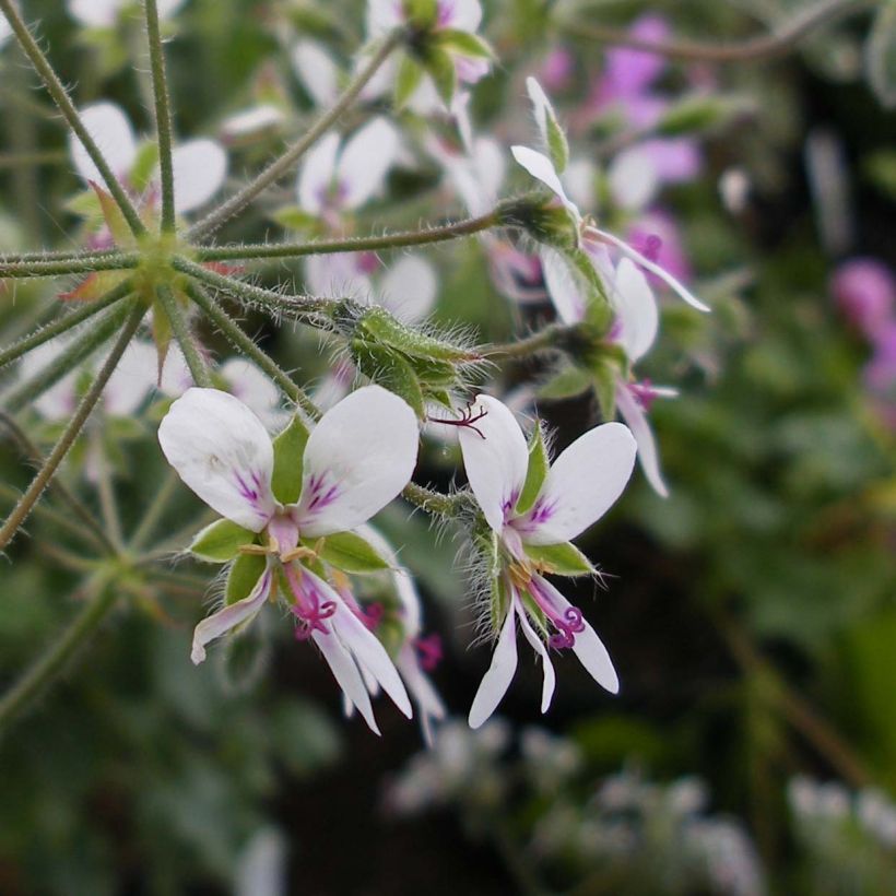 Pélargonium odorant tomentosum - pélargonium à odeur de menthe - pélargonium tomenteux (Floraison)