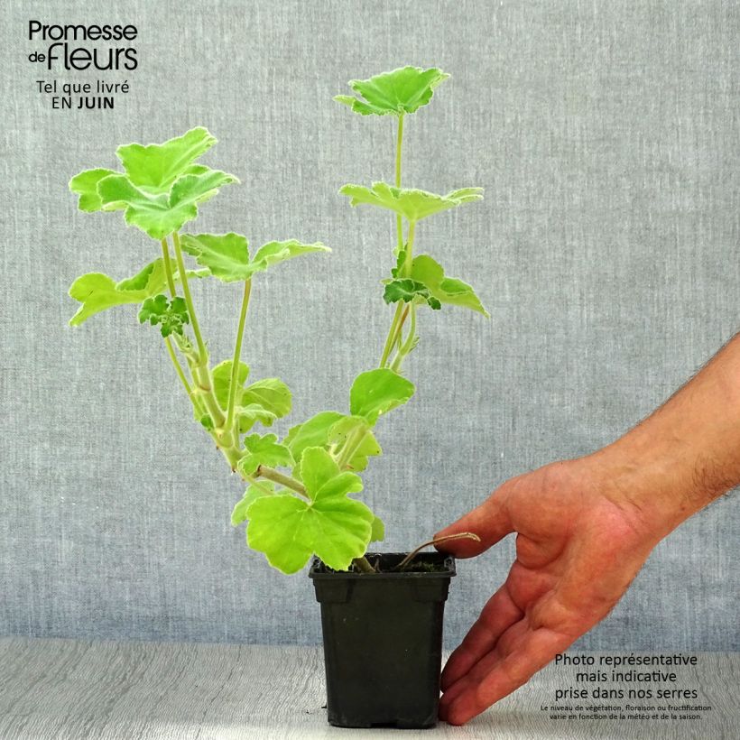 Spécimen de Pélargonium odorant tomentosum - pélargonium à odeur de menthe - pélargonium tomenteux Godet de 7/8 cm tel que livré en été