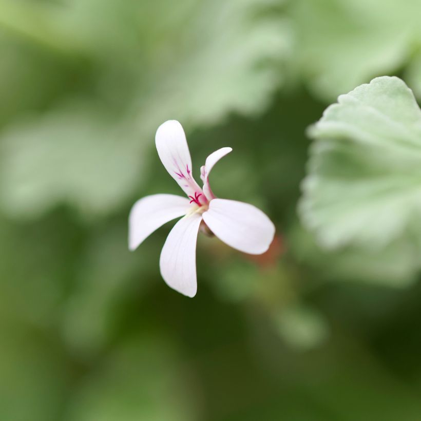 Pelargonium odoratissimum - Géranium botanique parfum pomme (Floraison)