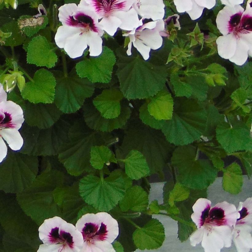 Pelargonium - Géranium parfumé Mosquitaway Lizzy (Feuillage)