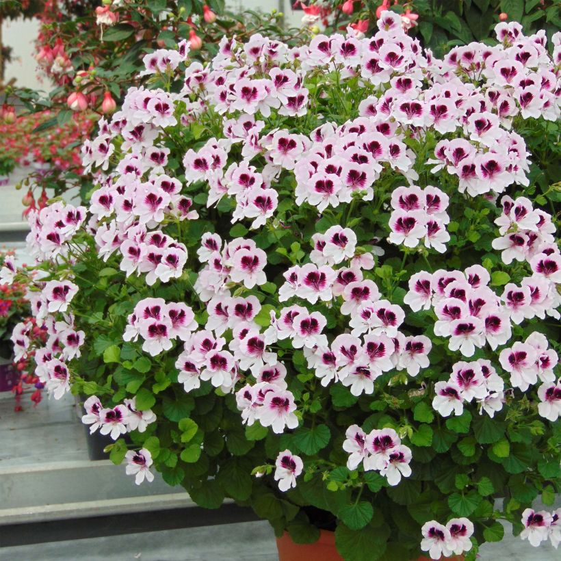 Pelargonium - Géranium parfumé Mosquitaway Lizzy (Floraison)