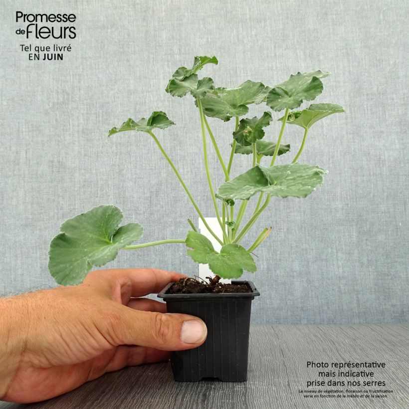 Spécimen de Pelargonium reniforme - Géranium botanique Godet de 8/9 cm tel que livré en été