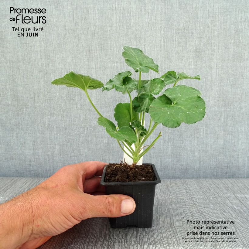 Spécimen de Pelargonium reniforme - Géranium botanique tel que livré au printemps