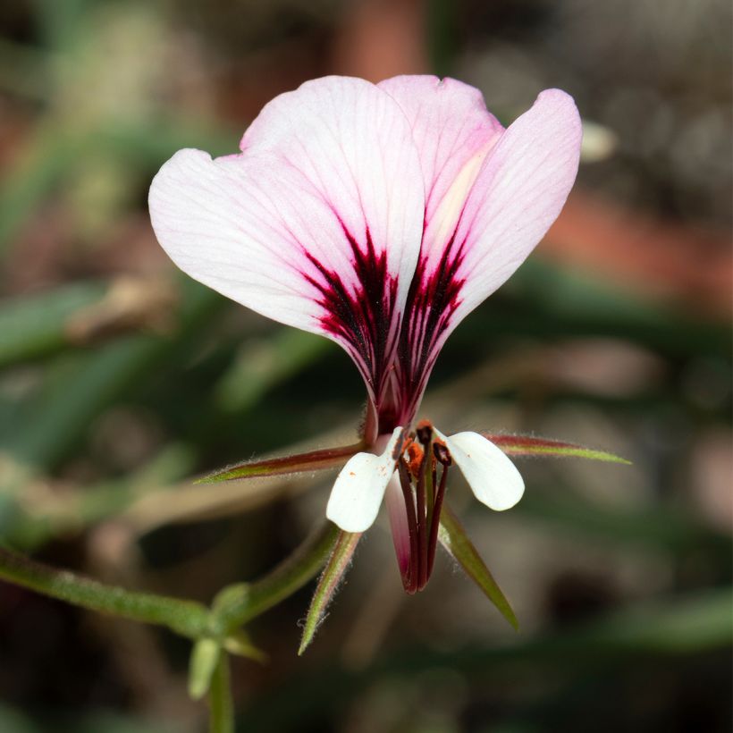 Pelargonium tetragonum - Géranium botanique (Floraison)