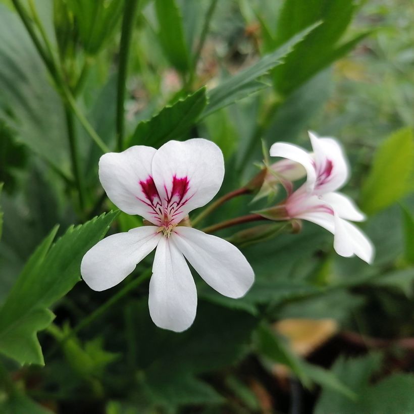 Pelargonium tricuspidatum - Géranium botanique (Floraison)