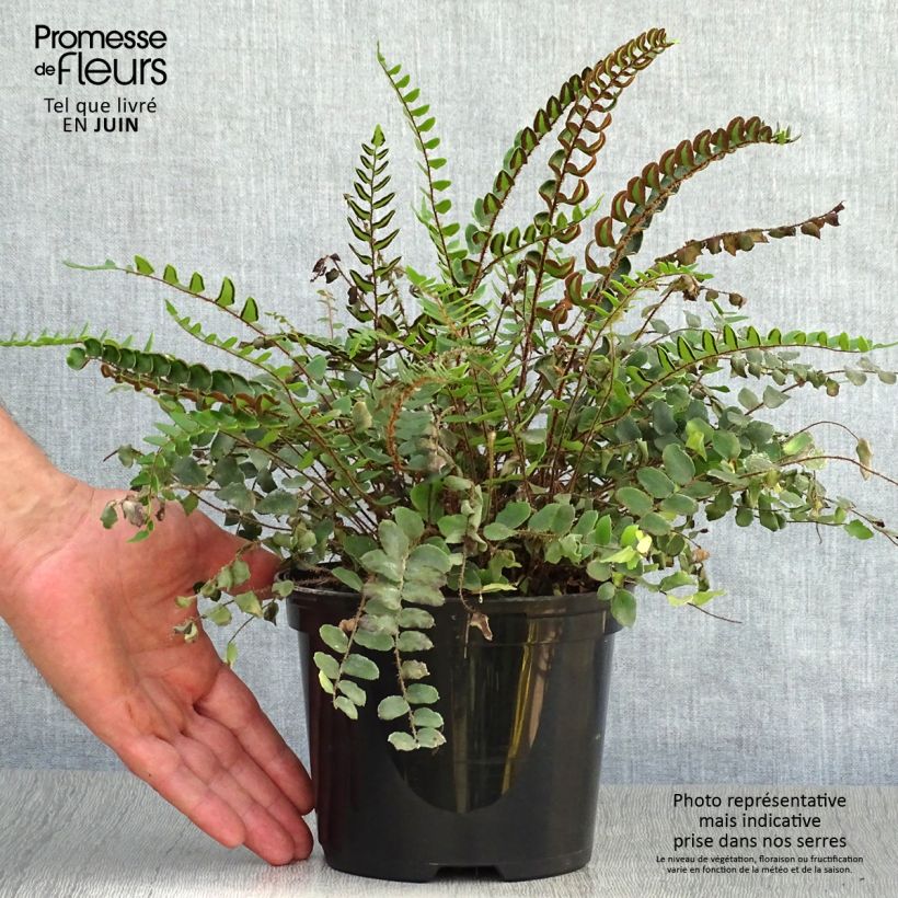 Spécimen de Pellaea rotundifolia - Fougère, Pelléa à feuilles rondes Pot de 2L/3L tel que livré en été