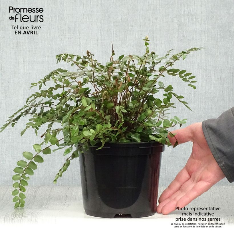Spécimen de Pellaea rotundifolia - Fougère, Pelléa à feuilles rondes tel que livré au printemps