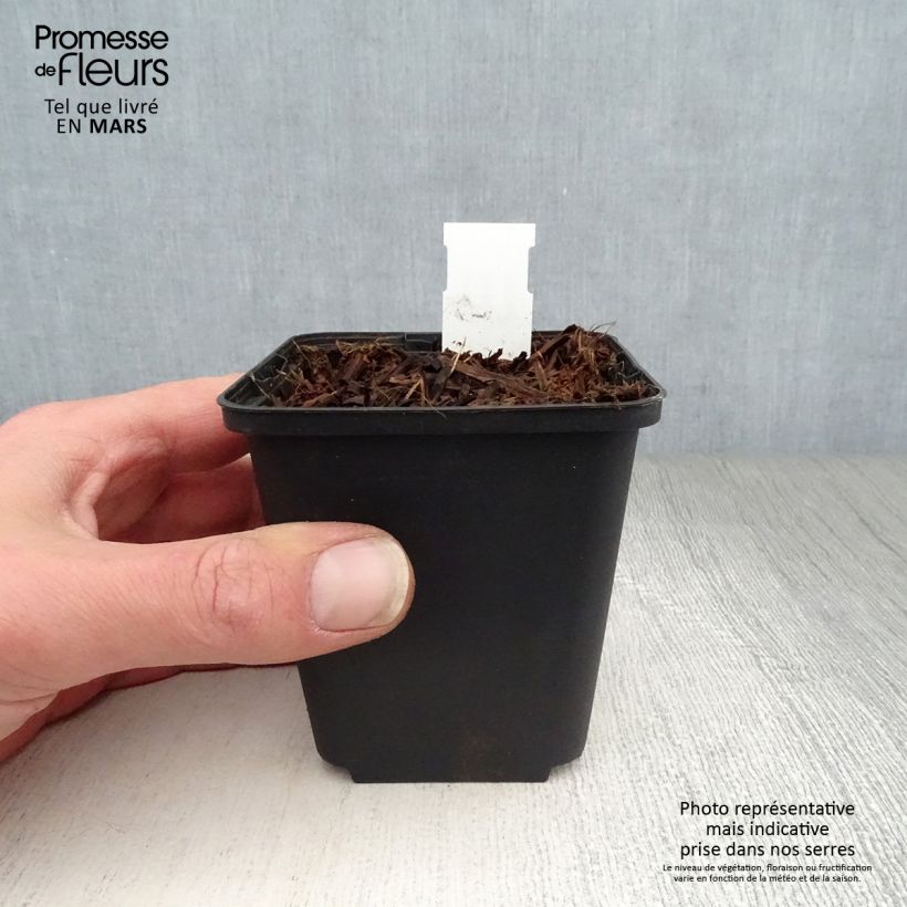 Spécimen de Peltoboykinia watanabei Godet de 8/9 cm tel que livré au printemps