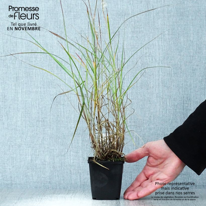 Spécimen de Pennisetum orientale - Herbe aux écouvillons  Godet de 8/9 cm tel que livré en automne