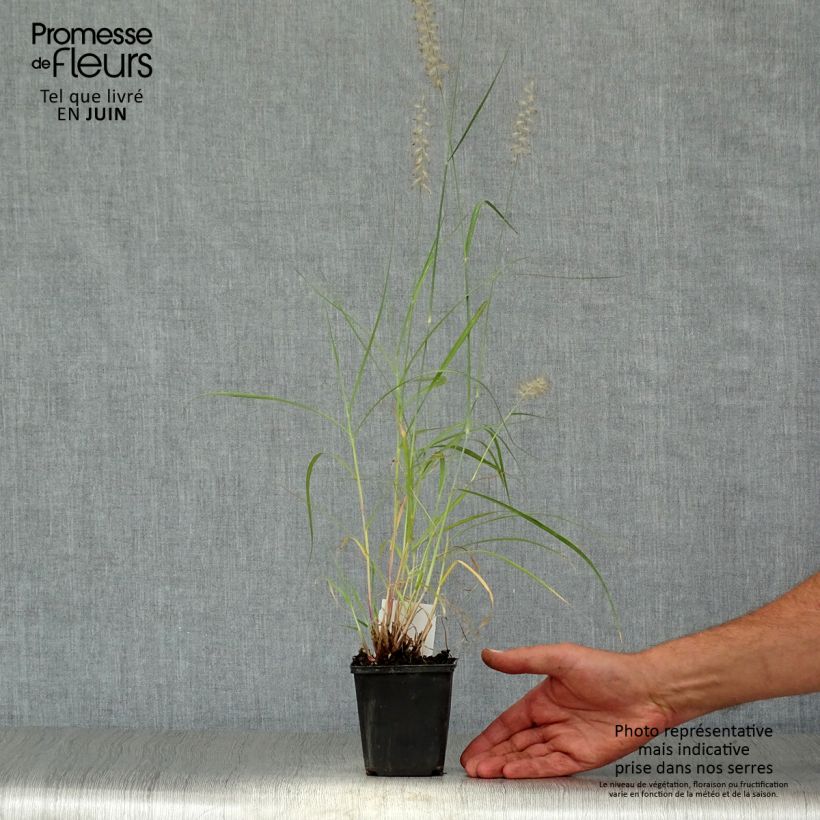 Spécimen de Pennisetum orientale - Herbe aux écouvillons  Godet de 8/9 cm tel que livré en été