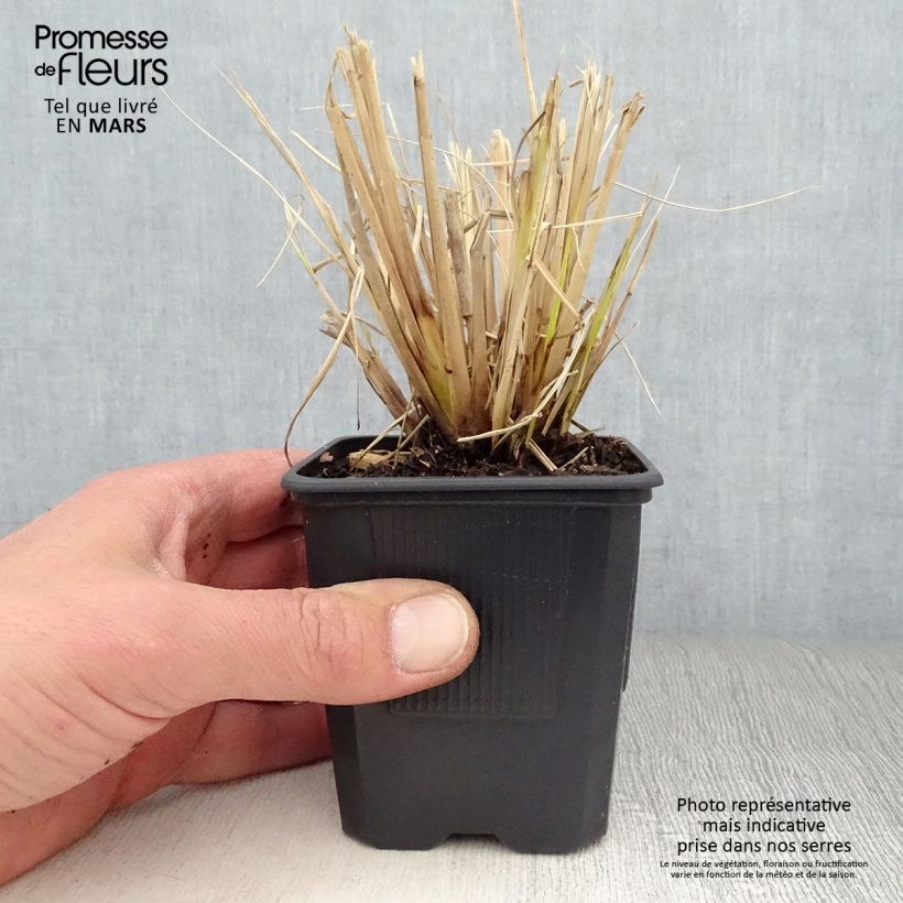 Spécimen de Pennisetum Windy Simonette - Herbe aux écouvillons Godet de 8/9 cm tel que livré au printemps