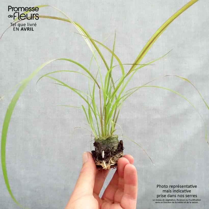 Spécimen de Pennisetum x advena Rubrum - Herbe aux écouvillons pourpres Mini-motte Ø 3/4 cm, Livré en plant vert de 5 à 10 cm de hauteur tel que livré au printemps