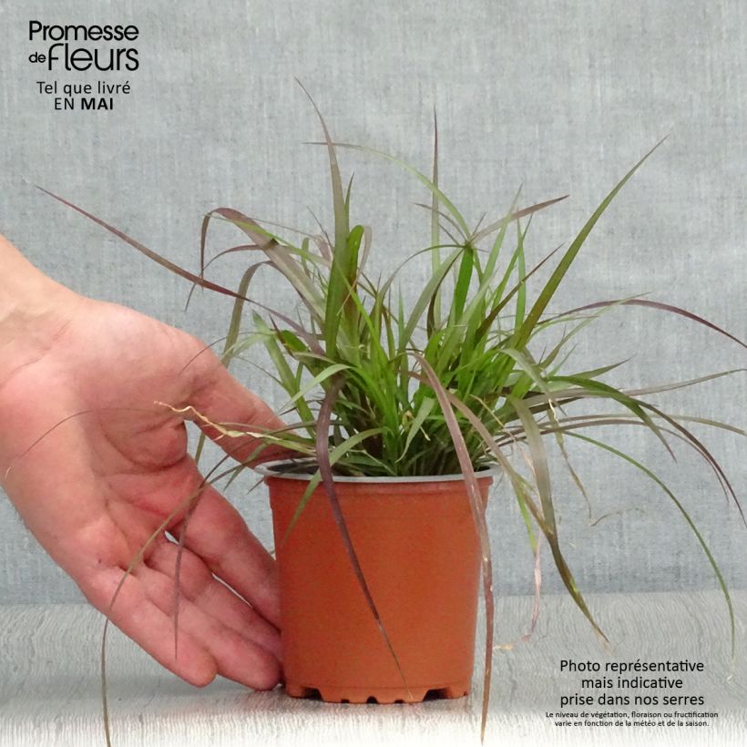 Spécimen de Pennisetum x advena Rubrum - Herbe aux écouvillons pourpres godet de 8/9cm tel que livré au printemps