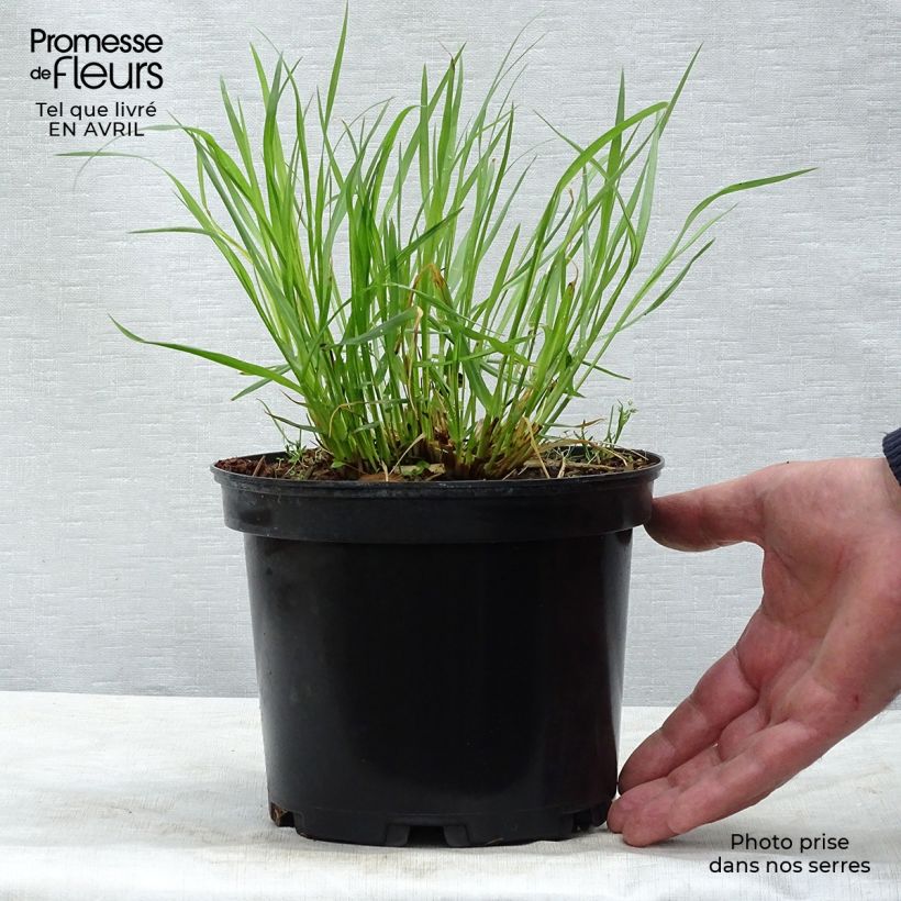 Spécimen de Pennisetum alopecuroïdes Moudry - Herbe aux écouvillons en pot de 2/3 litres tel que livré au printemps