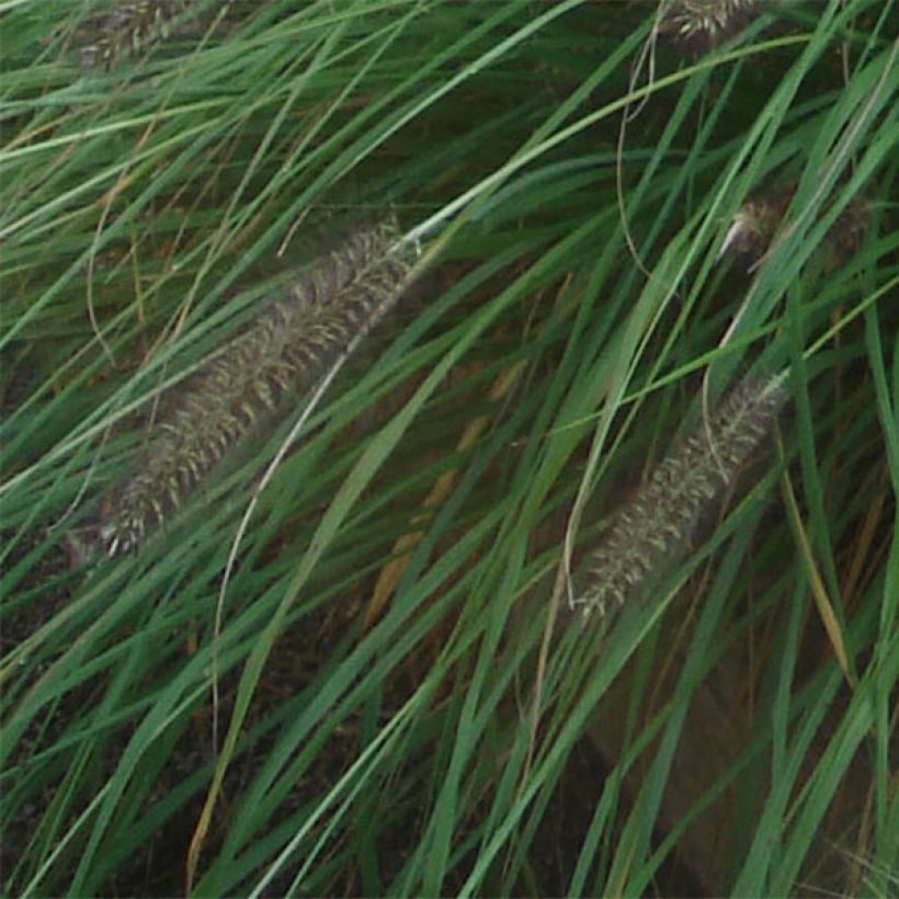 Pennisetum alopecuroïdes f. viridescens - Herbe aux écouvillons (Feuillage)