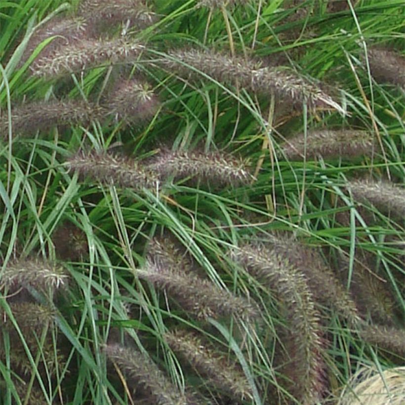 Pennisetum alopecuroïdes f. viridescens - Herbe aux écouvillons (Floraison)