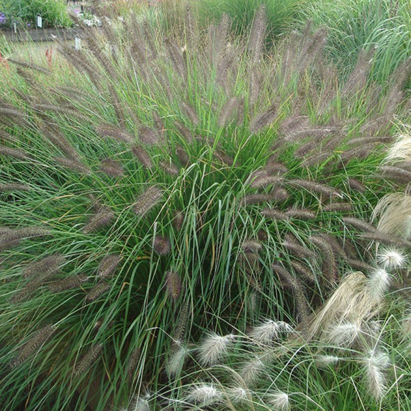 Pennisetum alopecuroïdes f. viridescens - Herbe aux écouvillons (Port)