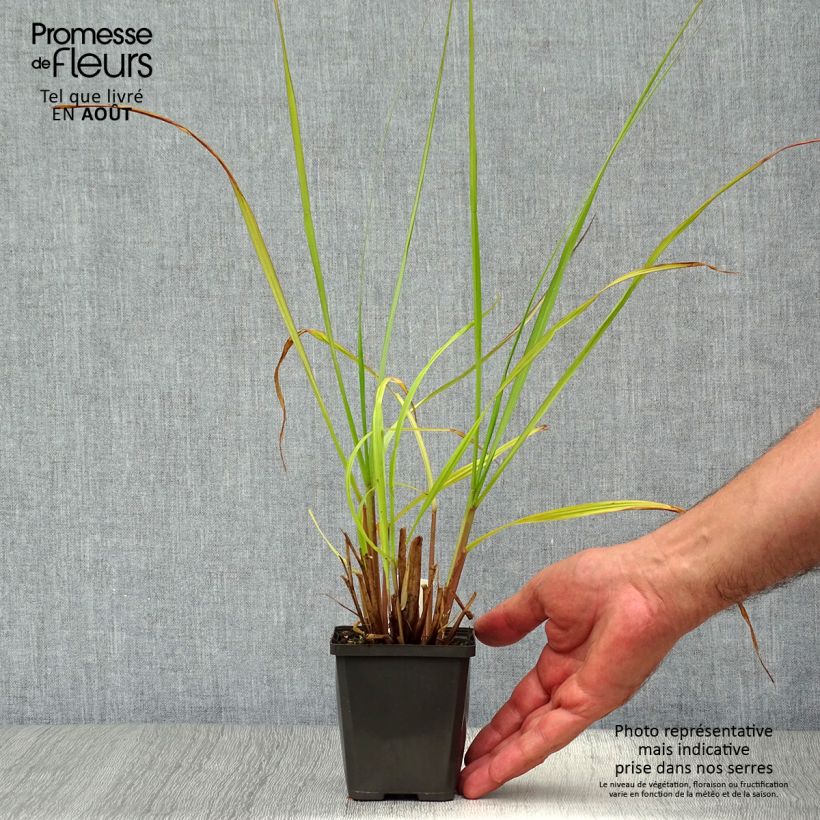 Spécimen de Pennisetum alopecuroides Black Beauty - Herbe aux écouvillons Godet de 8/9 cm tel que livré en été