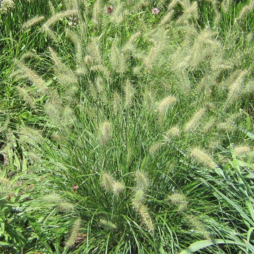 Pennisetum alopecuroides Cassian - Herbe aux écouvillons (Floraison)