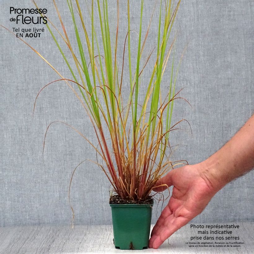 Spécimen de Pennisetum alopecuroides Cassian - Herbe aux écouvillons Godet de 8/9 cm tel que livré en été