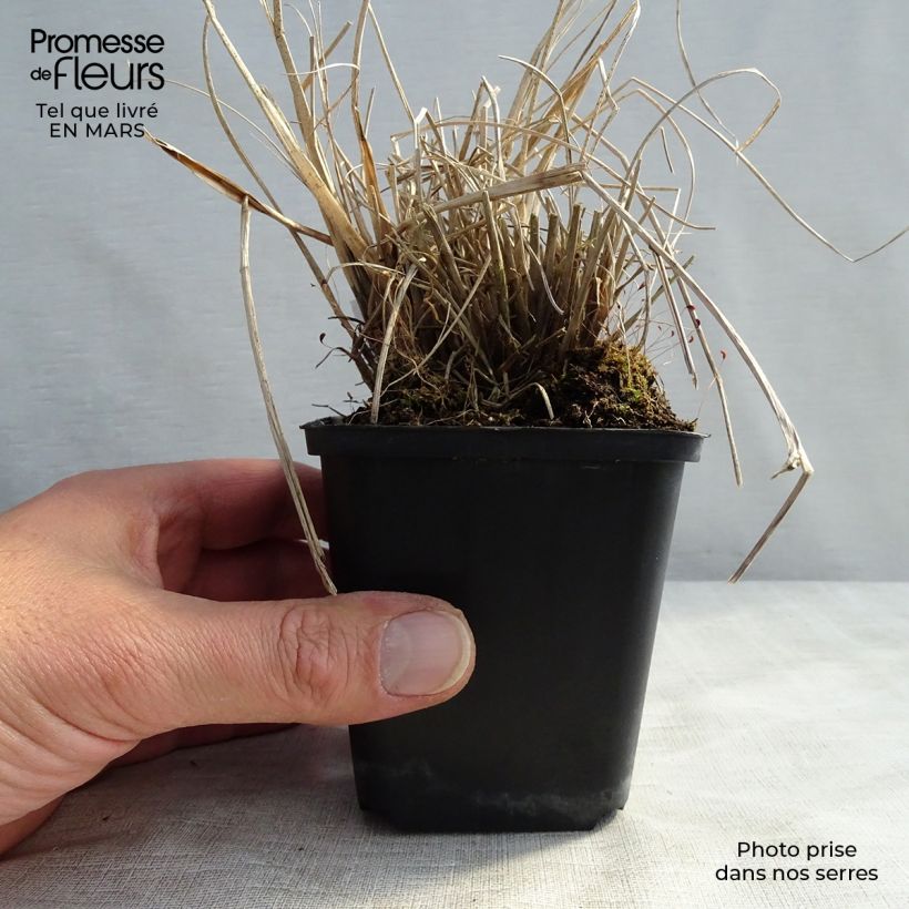 Spécimen de Pennisetum alopecuroides Cassian - Herbe aux écouvillons Godet de 9cm tel que livré au printemps