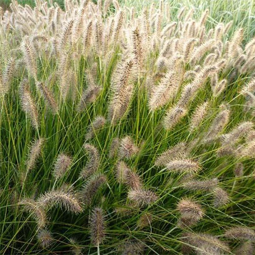 Pennisetum alopecuroides Gelbstiel - Herbe aux écouvillons  (Floraison)