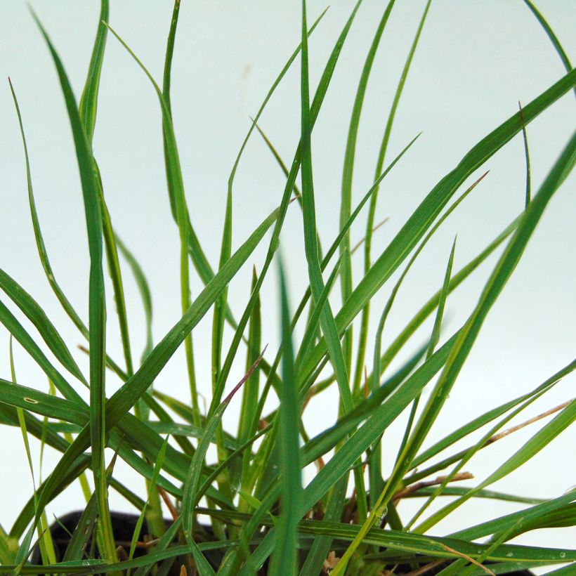 Pennisetum alopecuroides Gelbstiel - Herbe aux écouvillons  (Feuillage)