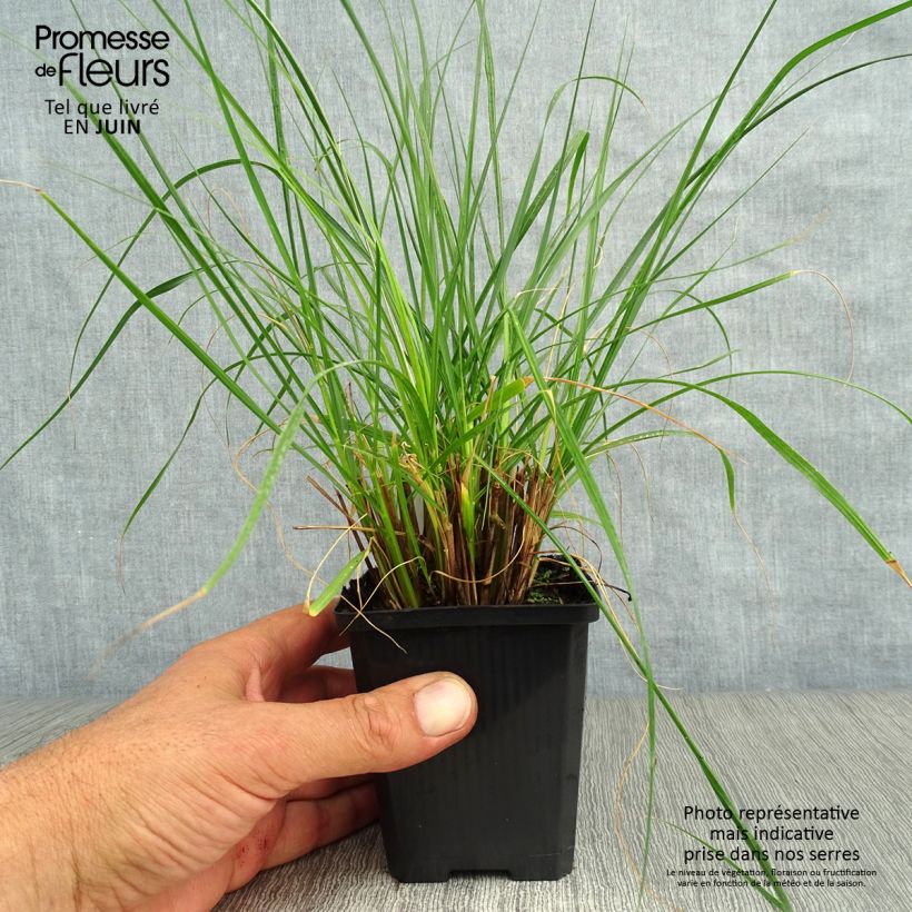Spécimen de Pennisetum alopecuroides Gelbstiel - Herbe aux écouvillons  Godet de 8/9 cm tel que livré en été