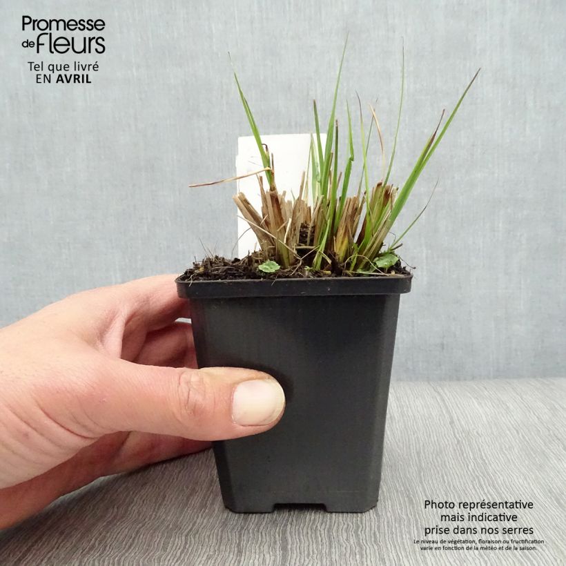 Spécimen de Pennisetum alopecuroides Gelbstiel - Herbe aux écouvillons en godet de 9 cm tel que livré au printemps
