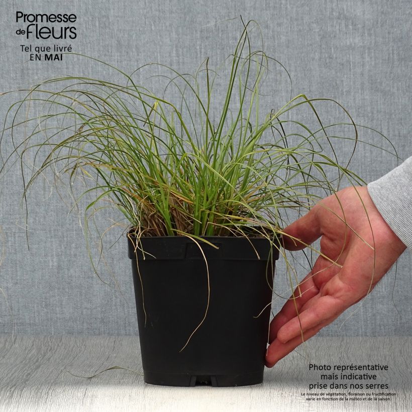 Spécimen de Pennisetum alopecuroides Gelbstiel - Herbe aux écouvillons en pot de 2/3 litres tel que livré au printemps