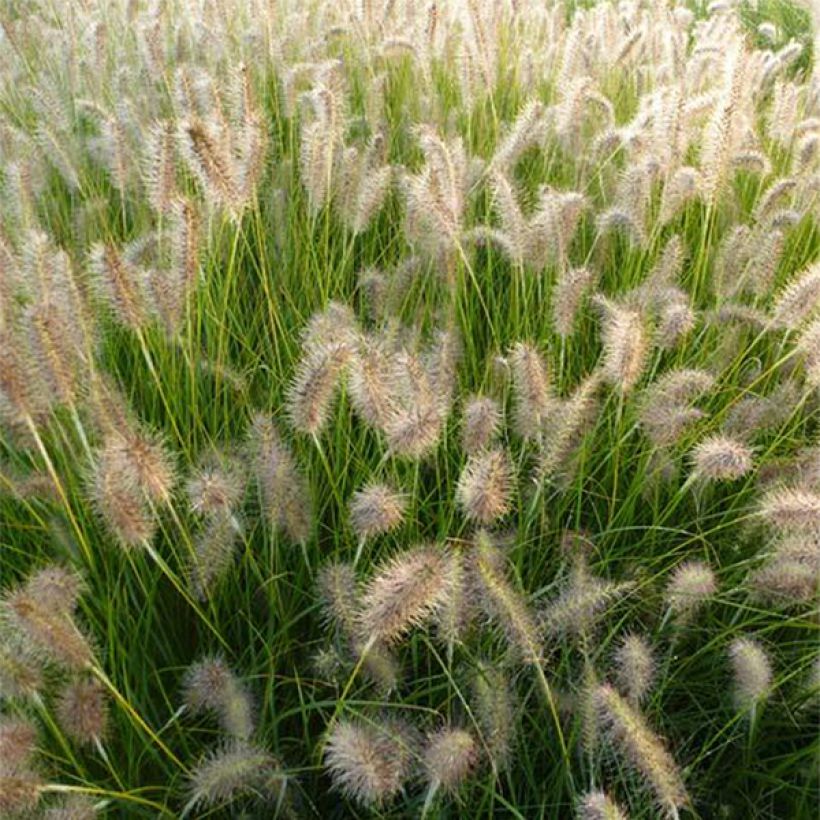 Pennisetum alopecuroides Goldstrich - Herbe aux écouvillons (Floraison)