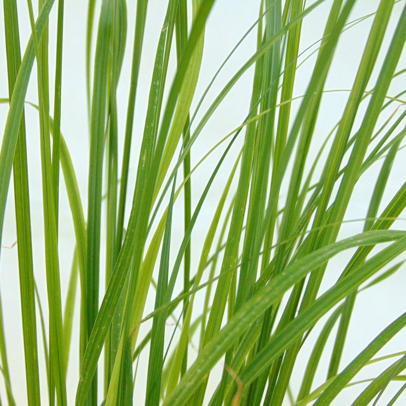 Pennisetum alopecuroides Goldstrich - Herbe aux écouvillons (Feuillage)