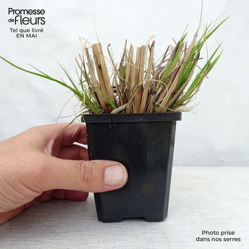 Spécimen de Pennisetum alopecuroides Goldstrich - Herbe aux écouvillons Godet de 9cm tel que livré au printemps