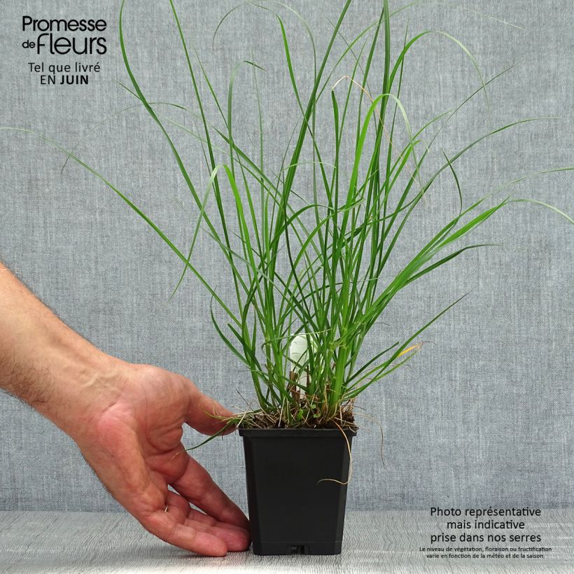 Spécimen de Pennisetum alopecuroides Goldstrich - Herbe aux écouvillons Godet de 8/9 cm tel que livré en été
