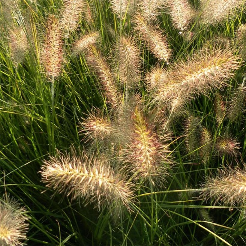 Pennisetum alopecuroides Hameln - Herbe aux écouvillons (Floraison)