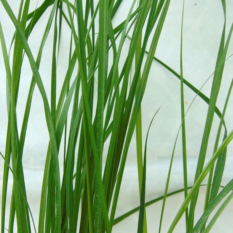 Pennisetum alopecuroides Hameln - Herbe aux écouvillons (Feuillage)