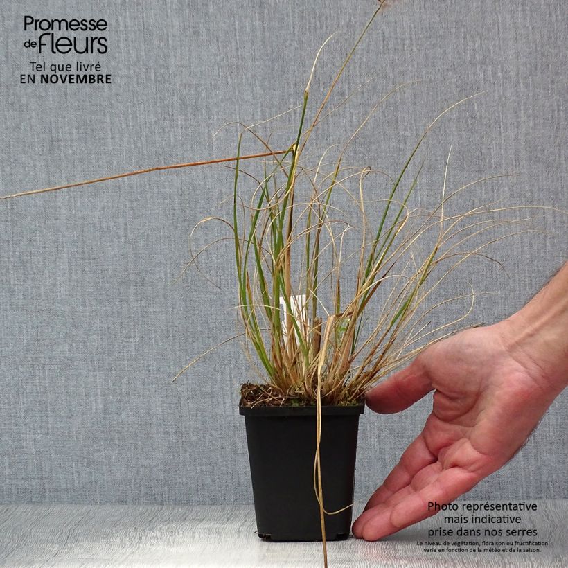 Spécimen de Pennisetum alopecuroides Hameln - Herbe aux écouvillons Godet de 8/9 cm tel que livré en automne