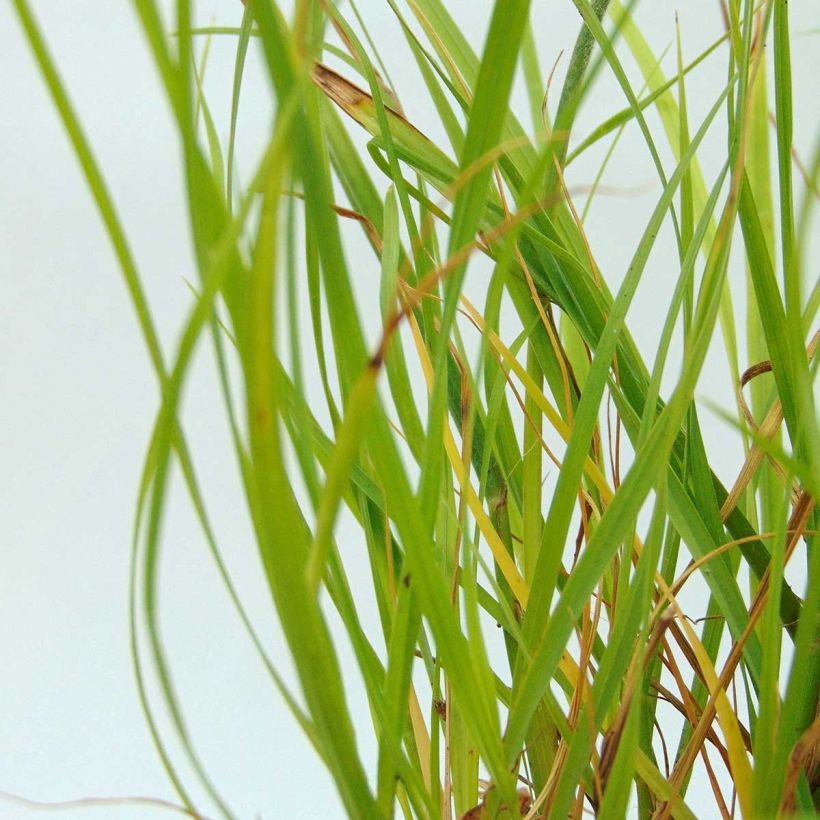 Pennisetum alopecuroides Hameln Gold - Herbe aux écouvillons dorée. (Feuillage)