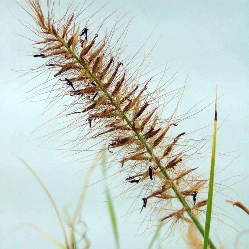 Pennisetum alopecuroides Hameln Gold - Herbe aux écouvillons dorée. (Floraison)