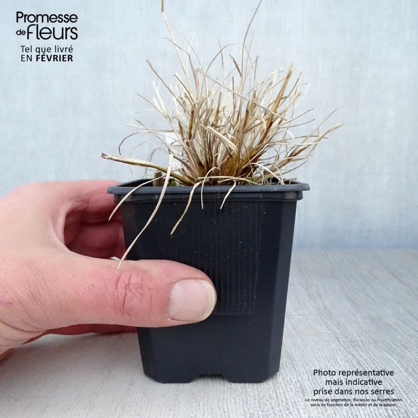 Spécimen de Pennisetum alopecuroides Hameln Gold - Herbe aux écouvillons dorée. tel que livré en hiver