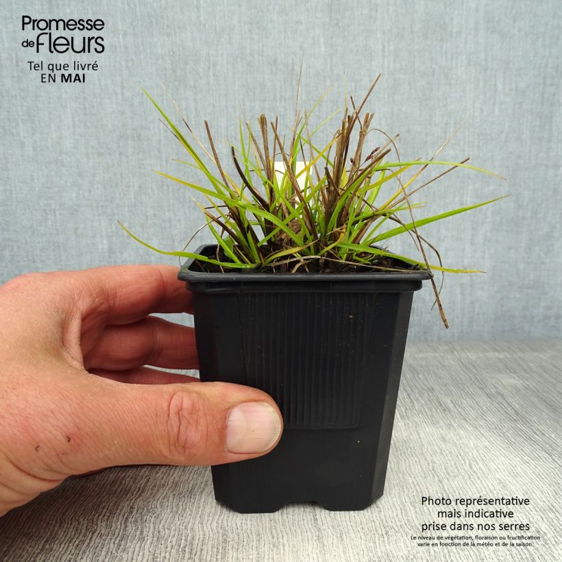 Spécimen de Pennisetum alopecuroides Hameln Gold - Herbe aux écouvillons dorée. Godet de 8/9 cm tel que livré au printemps