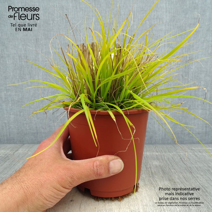 Spécimen de Pennisetum alopecuroides Hameln Gold - Herbe aux écouvillons dorée. Pot de 1L/1.5L tel que livré au printemps