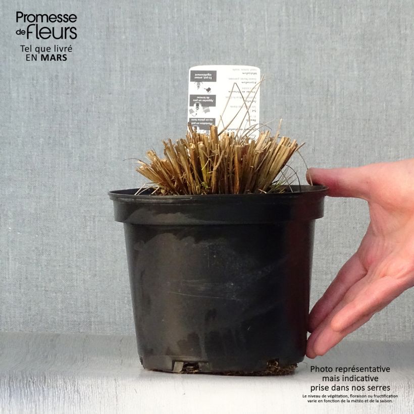 Spécimen de Pennisetum alopecuroides Hameln - Herbe aux écouvillons Pot de 2L/3L tel que livré au printemps