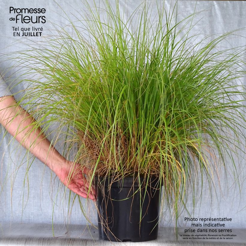 Spécimen de Pennisetum alopecuroides Hameln - Herbe aux écouvillons Pot de 7,5L/10L tel que livré en été