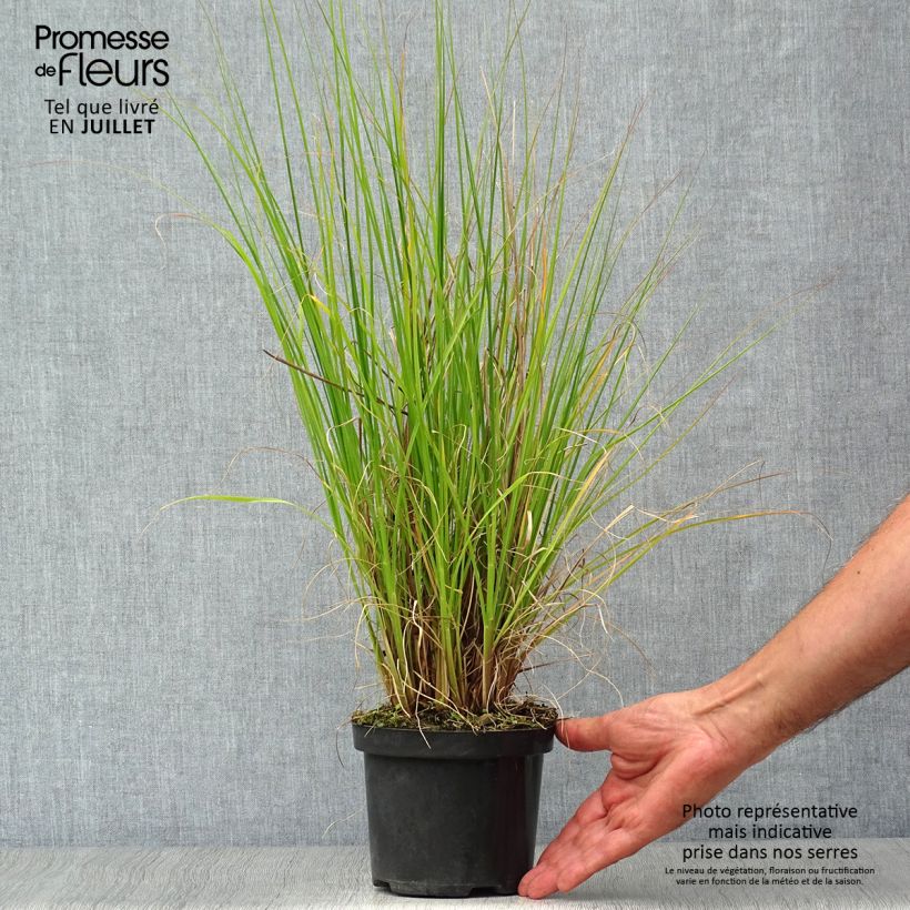 Spécimen de Pennisetum alopecuroides Hameln - Herbe aux écouvillons Pot de 1L/1,5L tel que livré en été