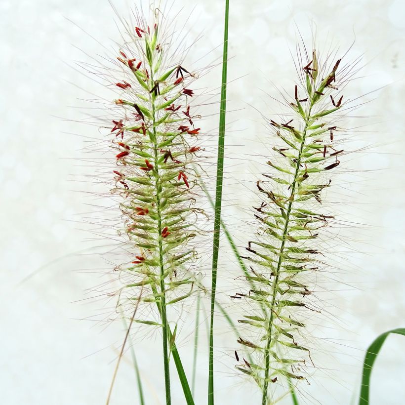 Pennisetum alopecuroides Herbstzauber, Herbe aux écouvillons (Floraison)