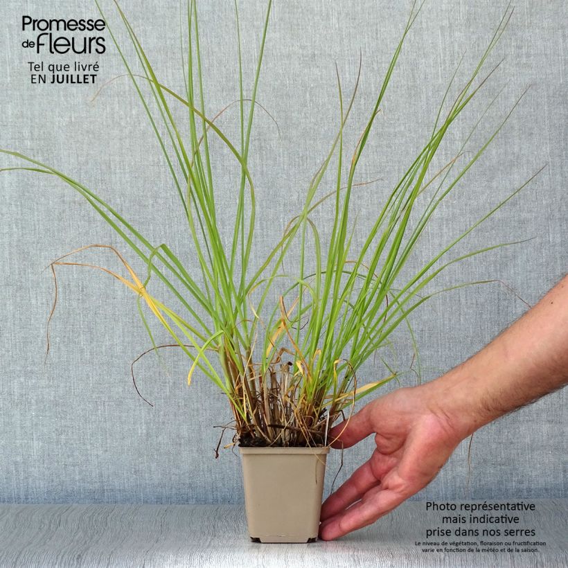 Spécimen de Pennisetum alopecuroides Herbstzauber, Herbe aux écouvillons Godet de 8/9 cm tel que livré en été