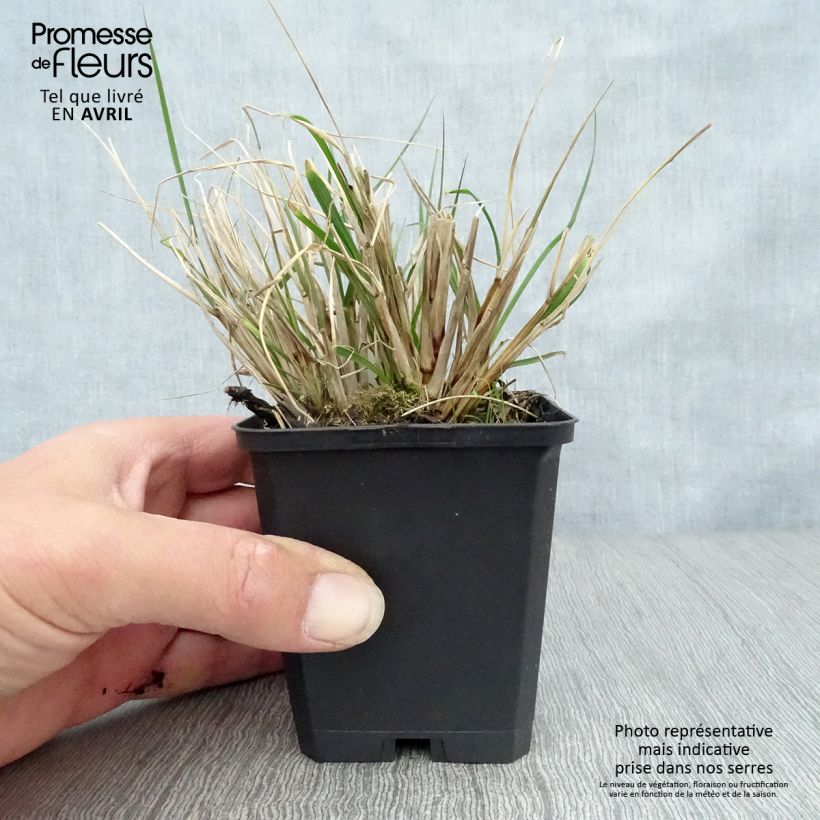 Spécimen de Pennisetum alopecuroides Herbstzauber, Herbe aux écouvillons en godet de 9 cm tel que livré au printemps